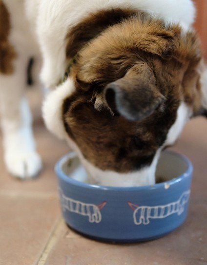 A white and brown dog eating his supper in the kitchen from a blue bowl