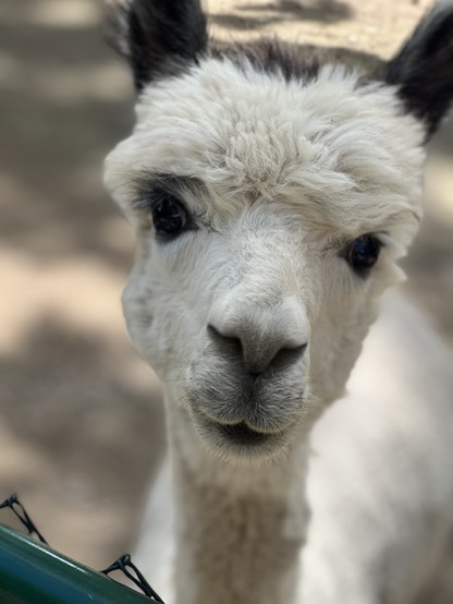 Porträt von einem weißen Lama in Nahaufnahme