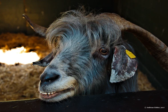 Portrait-Aufnahme eines Ziegenbocks. Die obere Reihe der Zähne ist wie bei einem Lächeln zu sehen. Die Augen sind weit geöffnet. Der Bock trägt eine fesche Frisur mit Seitenscheitel zu beiden Seiten hin. Er steht in einem Stall, durch ein kleines Fenster fällt das Licht auf das Stroh.