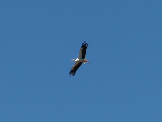 Storch im Flug mit ausgebreiteten Flügeln