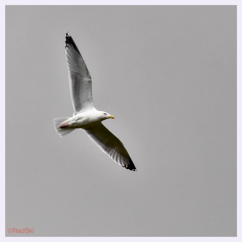 A bird flying wings fully outstretched against a grey cloud