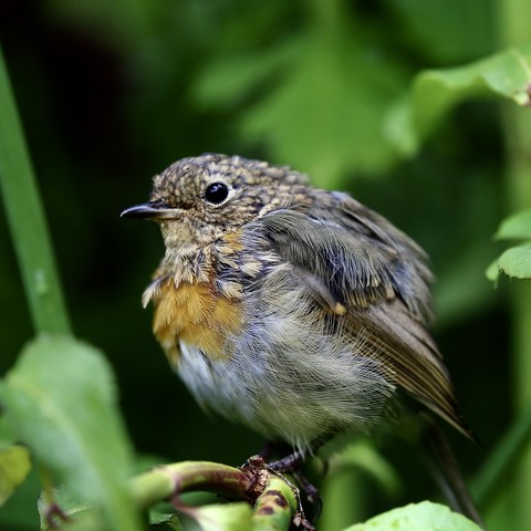 A baby Robin finding its way around the garden. Growing up nicely.