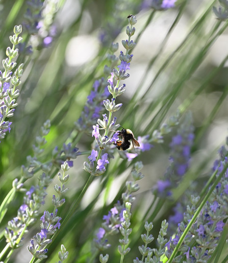 A Bumblebee is shown in profile on a Lavender stalk. The French Lavender is tall and thin in habit with small pale purple flowers. The Bumblebee is black with a large yellow spot on the back and tail with lots of amber colored pollen on its back legs.