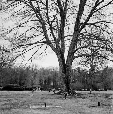 A photo of a large gnarly tree located in a graveyard with flat gravestones many of which have vases for flowers.