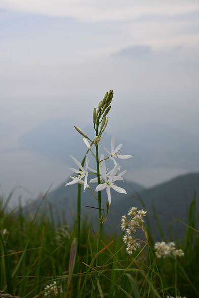 Eine Graslilie in einer Bergwiese. Die Lilie hat einen einzigen Stiel mit mehreren Blüten und Knospen. Die unten Blüten sind geöffnet. Weiter oben am Stiel sind die Knospen noch geschlossen. Die einzelne Blüte besteht aus sechs langen, schmalen, schneeweißen Blütenblättern. Die Staubblätter sind gelb. Neben der Graslilie sind noch weitere weiße Blüten im Gras. Im Hintergrund ist eine verträumte, blaue Berglandschaft mit einem wunderschönen See und Wolken.