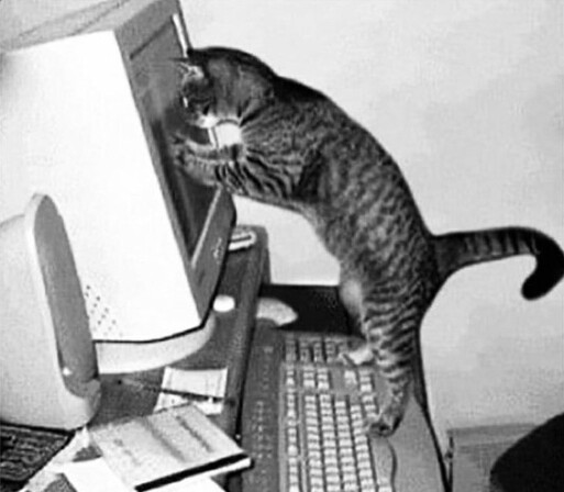 Chat sur un clavier le nez collé à l'écran de l'ordinateur 